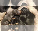 Small #3 Dachshund