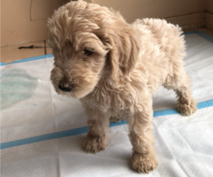 Goldendoodle Dog for Adoption in GARDEN GROVE, California USA