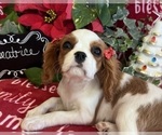 Small #3 Cavalier King Charles Spaniel