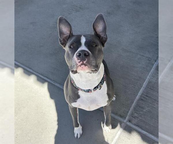 Medium Photo #1 American Pit Bull Terrier Puppy For Sale in Denver, CO, USA
