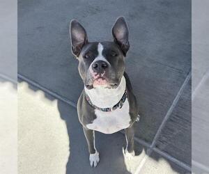 American Pit Bull Terrier Dogs for adoption in Denver, CO, USA