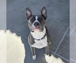 Small American Pit Bull Terrier