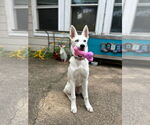 Small #7 Siberian Husky Mix