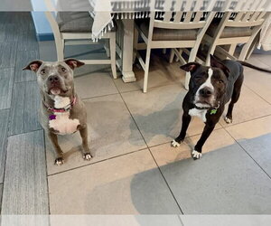 Mutt Dogs for adoption in Las Vegas, NV, USA