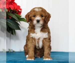 Cavapoo Puppy for sale in EAST EARL, PA, USA