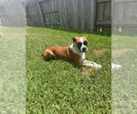 Small #4 Boxer