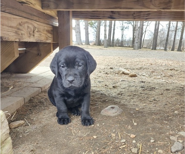 Medium Photo #1 Labrador Retriever Puppy For Sale in BARRON, WI, USA