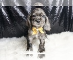 Small Photo #38 Cocker Spaniel Puppy For Sale in WARSAW, IN, USA