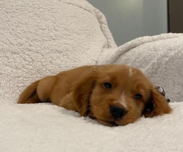 Medium Photo #6 Golden Retriever Puppy For Sale in RICHMOND, MI, USA