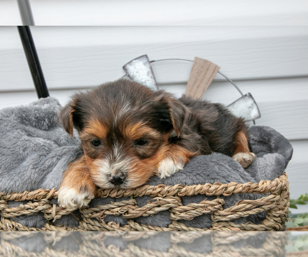 Medium Photo #13 YorkiePoo Puppy For Sale in BERNE, IN, USA