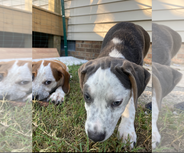 Medium Photo #3 American Pit Bull Terrier-Unknown Mix Puppy For Sale in Holly Springs, NC, USA