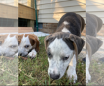 Small #2 American Pit Bull Terrier Mix