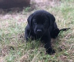 Small Photo #10 Labrador Retriever Puppy For Sale in CHILLICOTHE, MO, USA