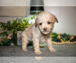 Small #1 Cavapoo (Miniature)