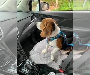 Beagle Puppy for sale in N HOLLYWOOD, CA, USA