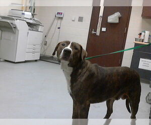 American Bulldog-Unknown Mix Dogs for adoption in Fayetteville, NC, USA