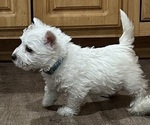 Puppy Puppy 2 Blue West Highland White Terrier