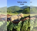 Small #1 Golden Retriever