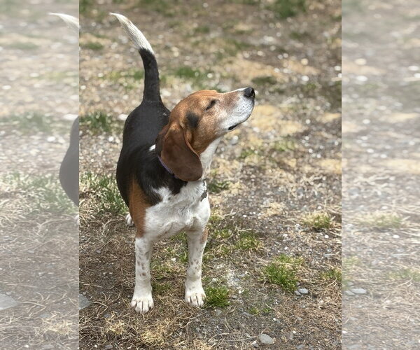 Medium Photo #8 Beagle Puppy For Sale in Alexander, AR, USA