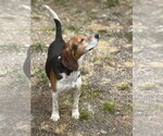 Small #7 Beagle