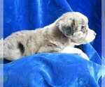 Small Photo #5 Miniature Australian Shepherd Puppy For Sale in HARTVILLE, MO, USA