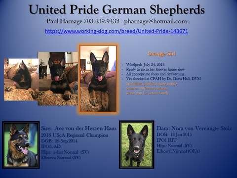 Medium Photo #1 German Shepherd Dog Puppy For Sale in ANNANDALE, VA, USA