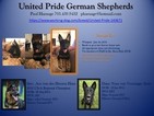 Small Photo #1 German Shepherd Dog Puppy For Sale in ANNANDALE, VA, USA