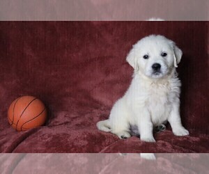 English Cream Golden Retriever Puppy for sale in FREDERICKSBG, OH, USA