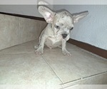 Small #1 French Bulldog