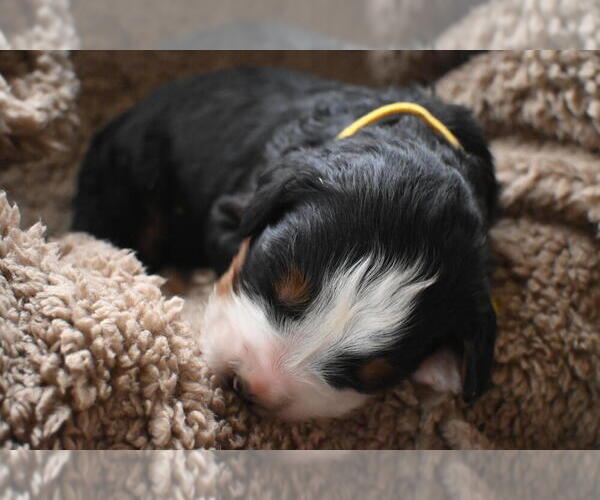 Medium Photo #25 Bernedoodle Puppy For Sale in ELMWOOD, IL, USA