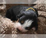 Small Photo #25 Bernedoodle Puppy For Sale in ELMWOOD, IL, USA