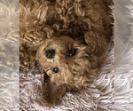 Small Photo #2 Poodle (Toy) Puppy For Sale in CAPE CORAL, FL, USA