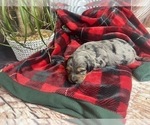 Small Photo #2 Aussiedoodle Miniature  Puppy For Sale in COMMERCE, MI, USA