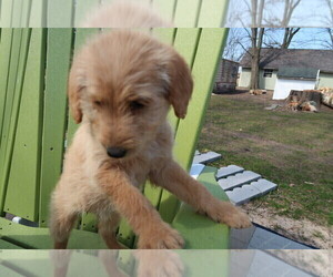 Labradoodle Puppy for sale in HOLLAND, MI, USA