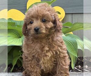 Cavapoo (Miniature) Puppy for sale in PARADISE, PA, USA