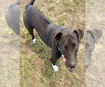 Small #1 Labrador Retriever Mix