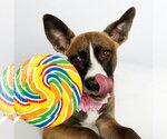 Small #2 American Staffordshire Terrier Mix