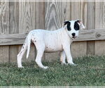 Small Photo #7 American Staffordshire Terrier-Unknown Mix Puppy For Sale in Holly Springs, NC, USA