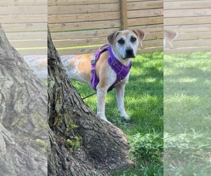 Medium Mutt