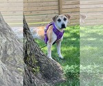 Small Mutt