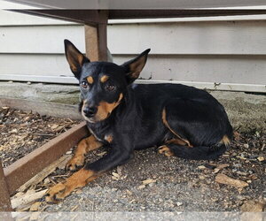 Roxy - Female Miniature Pinscher Dog for Adoption - Photo #2