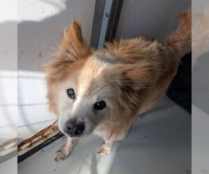 Pomeranian-Unknown Mix Dogs for adoption in Chico, CA, USA