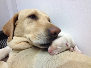 Mother of the Labrador Retriever puppies born on 04/18/2016
