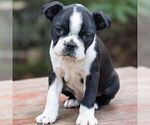 Small #2 Boston Terrier