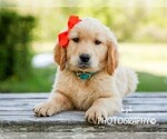Small Photo #1 Golden Retriever Puppy For Sale in LIBERTY, KY, USA