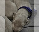 Puppy Puppy 3 Weimaraner