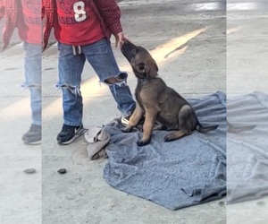 Belgian Malinois Puppy for sale in DIXON, CA, USA