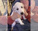 Small #1 Mutt