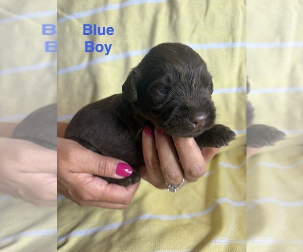 Medium Photo #1 Labradoodle Puppy For Sale in OWENTON, KY, USA