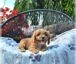 Small #1 Cavapoo